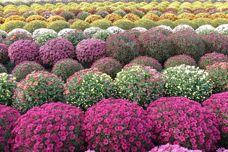 Colorful-Chrysanthemums-Spheres.jpg