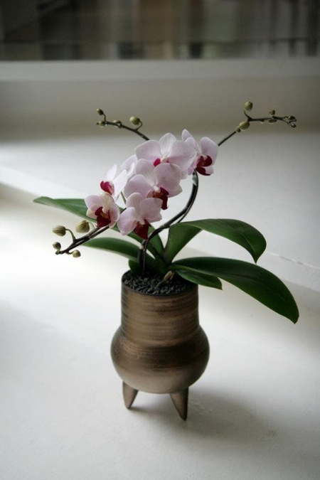 orchid24.jpg