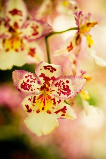 orchid27.jpg