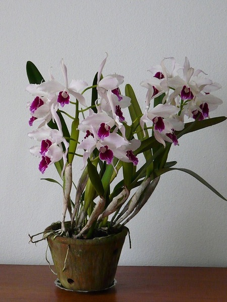 orchid29.jpg