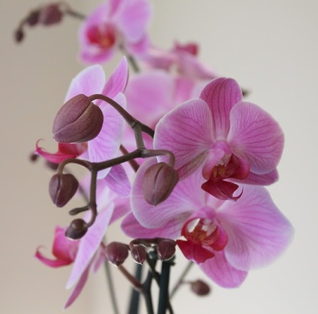 orchid30.jpg