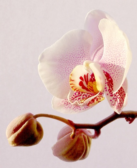 orchid31.jpg