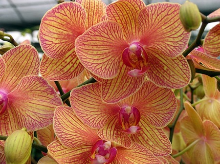 orchid4.jpg