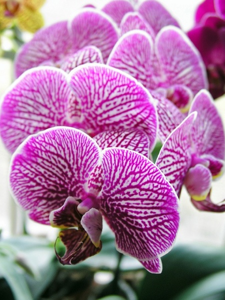 orchid6.jpg