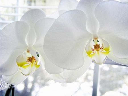 orchid9.jpg