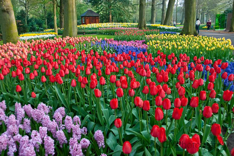 091604_keukenhof_0026.jpg