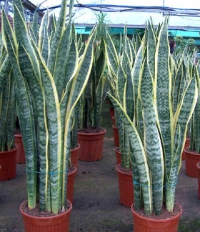 782-sansevieria-trifasciata-laurenti_1311349736_280.jpg