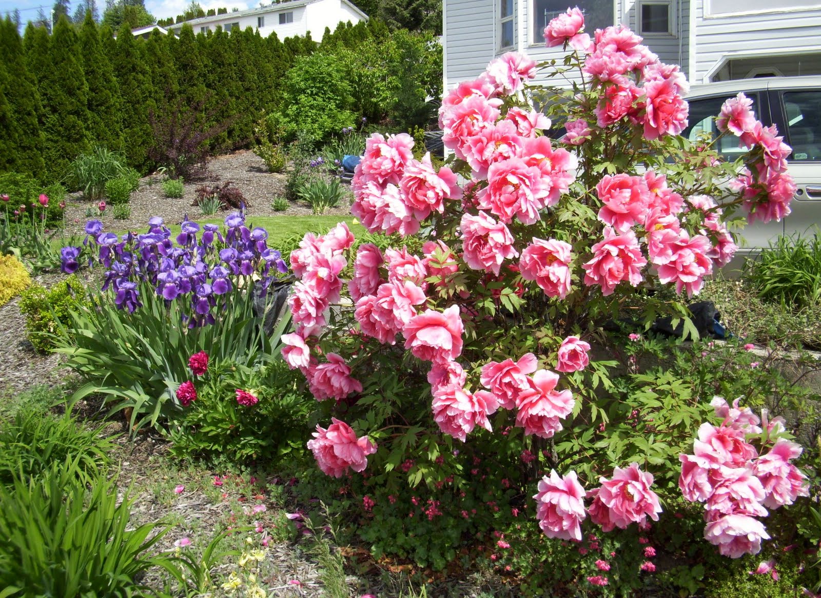 Paeonia suffruticosa - Tree peony.JPG