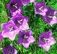 campanula.jpg