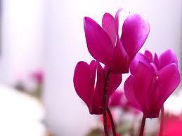 cyclamen.jpg