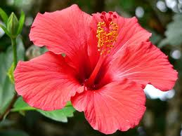 hibiscus.jpg