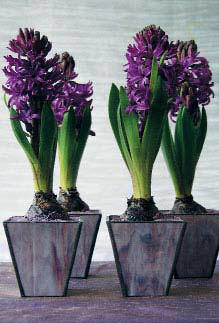 hyacin8.jpg