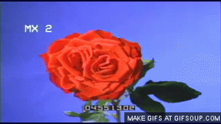 rose-in-time-lapse-o.gif