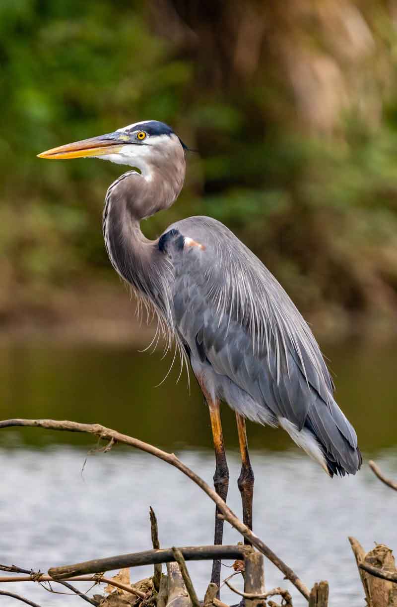 the-grey-heron-3.jpg