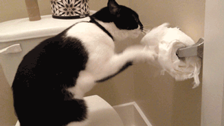 615d14f4cd0df1546d336befa2950255.gif