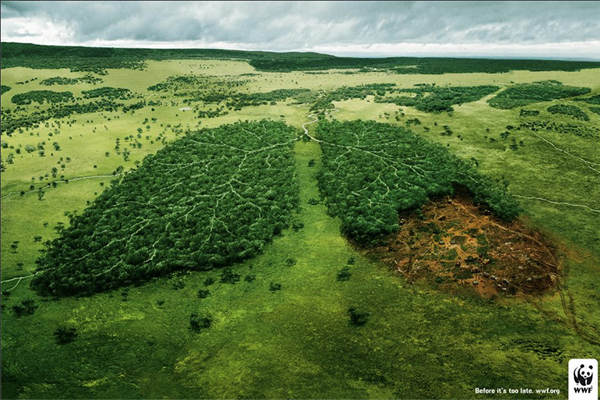 wwf_tudo.jpg