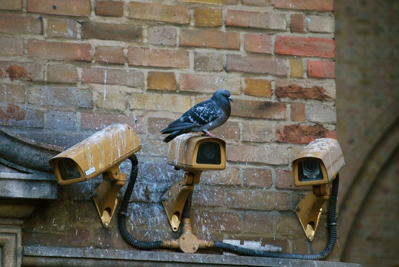 camera-spy-pigeon-surveillance-security-video_1.jpg
