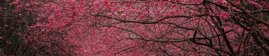 cropped-spring-flowering-trees.jpg