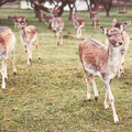 A répa, a bambi, meg a kettyós - szarvastúra Ausztriában