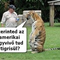 Ne a tigrisek tanuljanak angolul. Az amerikaik tanuljanak tigrisül...