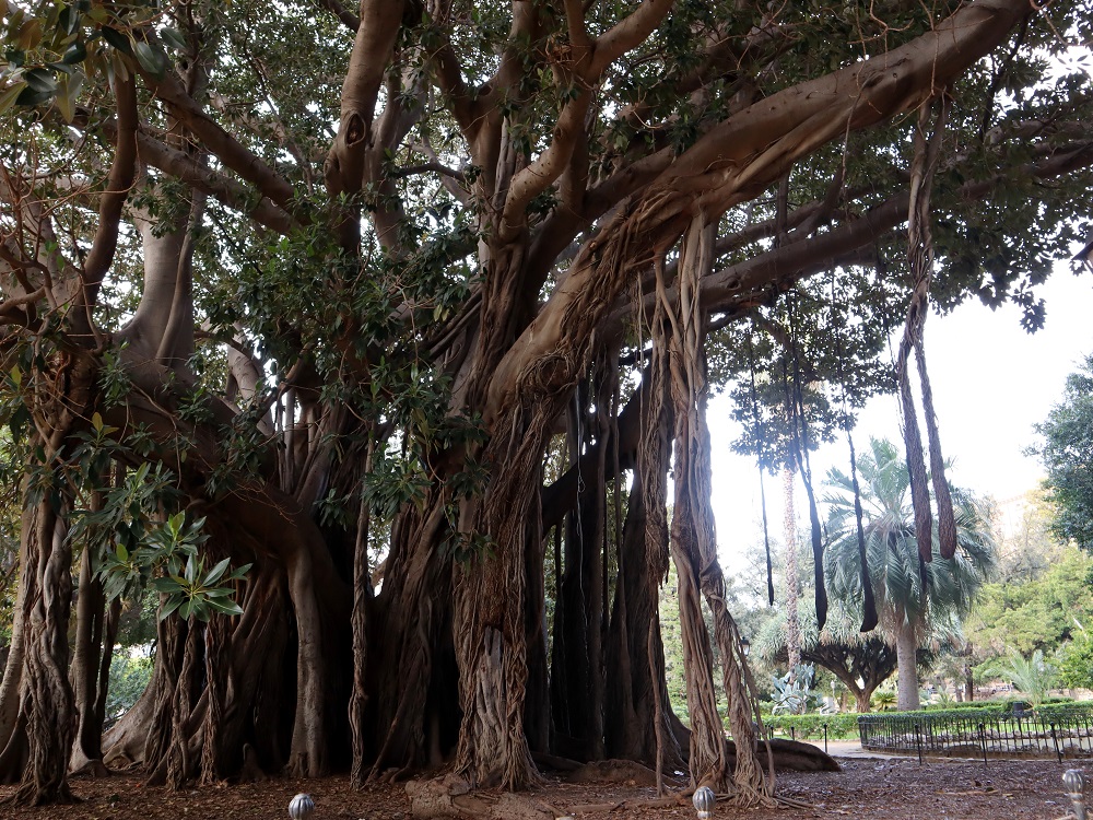 150 éves fa, Garibaldi kert, Palermo