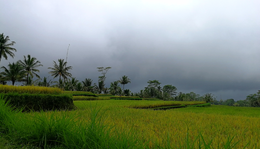 Indonézia, Bali 2. - szarkávé, bringa, rizsföldek