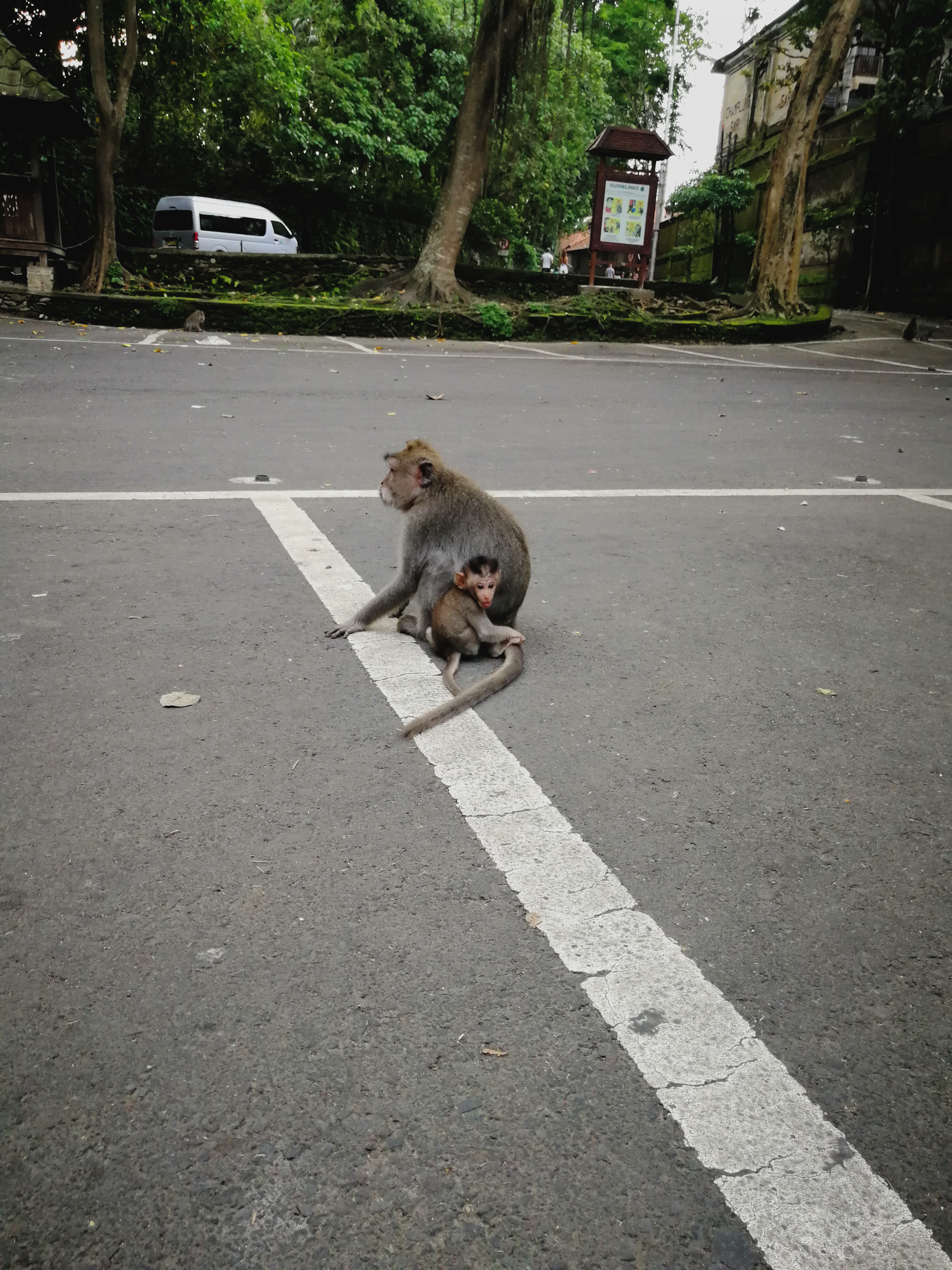 Ubudi majmócák