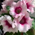 #flowers #flower #pink #beauty #pinkflowers #beautyflowers