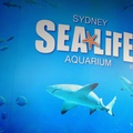 Sea Life Aquarium Sydney