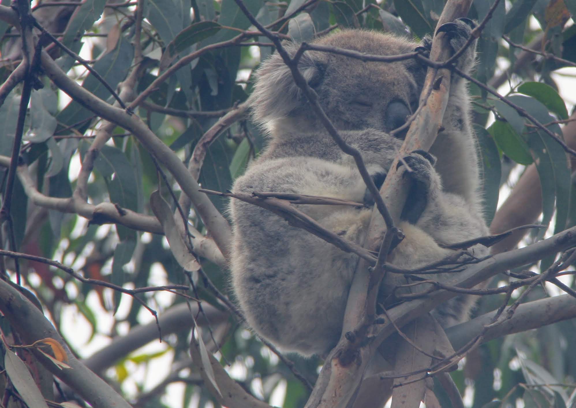 Ez a koala jóval feljebb aludt, nem is sikerült annyira jó képeket csinálni.