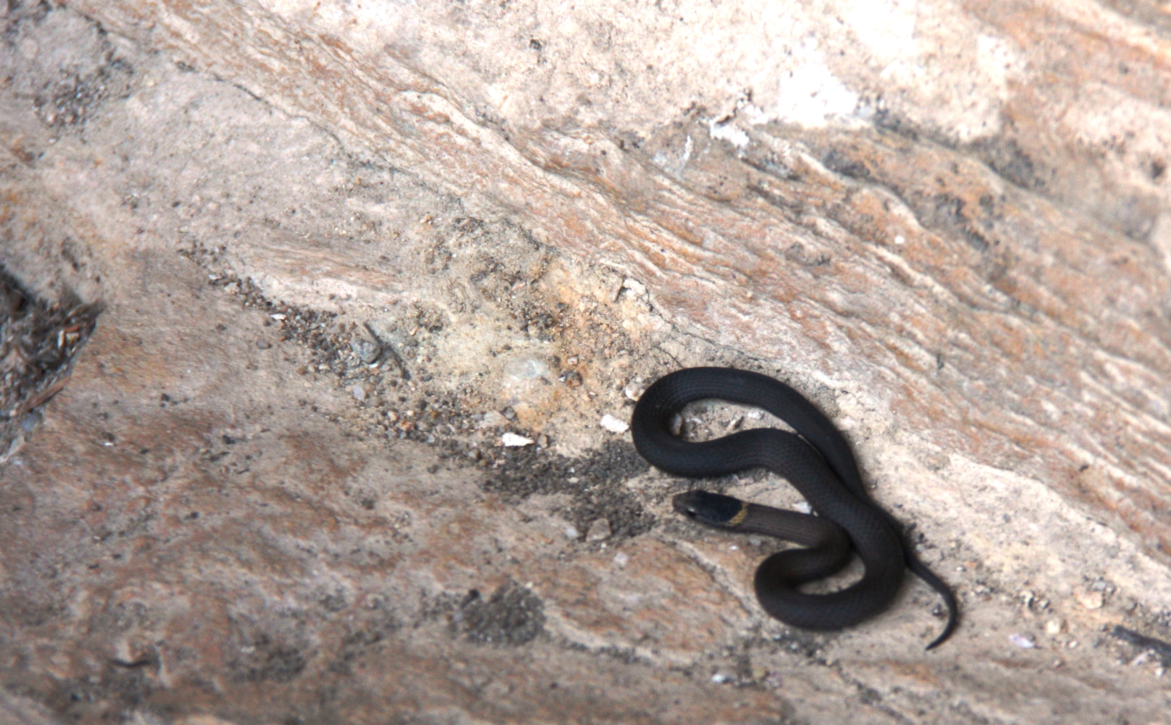 Ez ‘a‘ kígyó, amit láttunk Ausztráliában. Csalóka a kép, max. 20 centis volt.