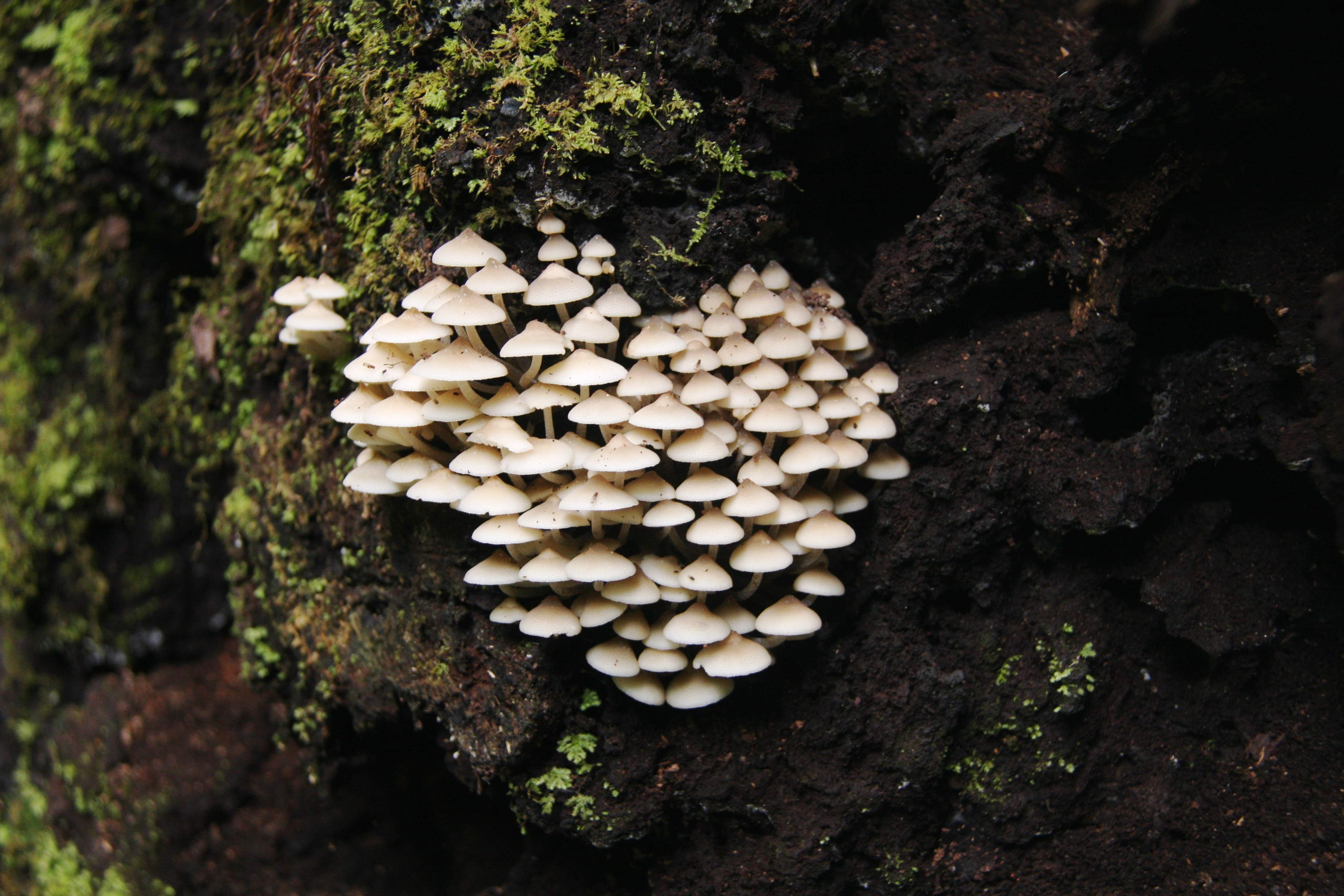 Apróságok is nőnek bőven, ezek fél centisnél is kisebb gombák