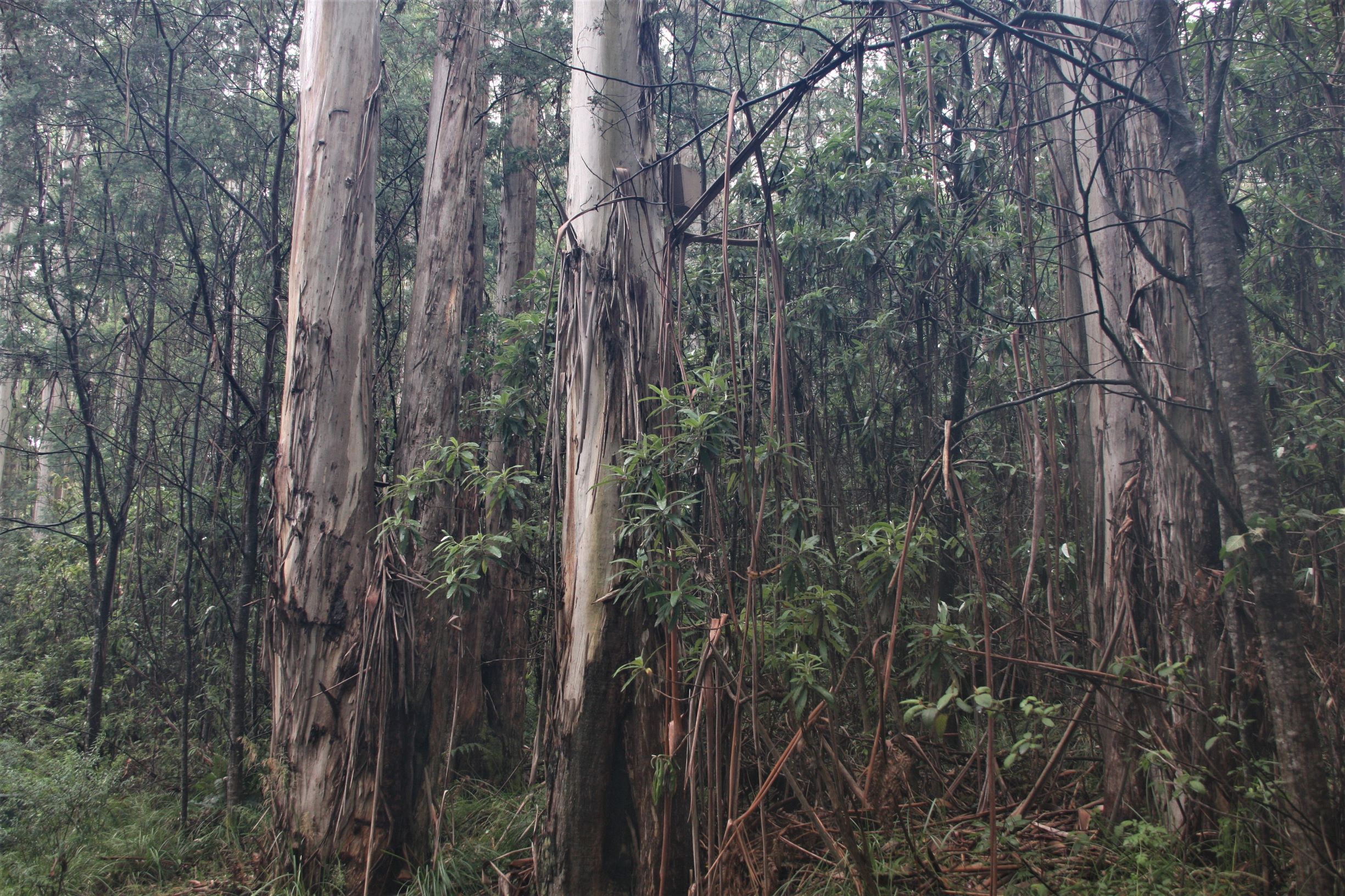 Itt jól látszik hogyan feslik az eukaliptuszfák kérge.