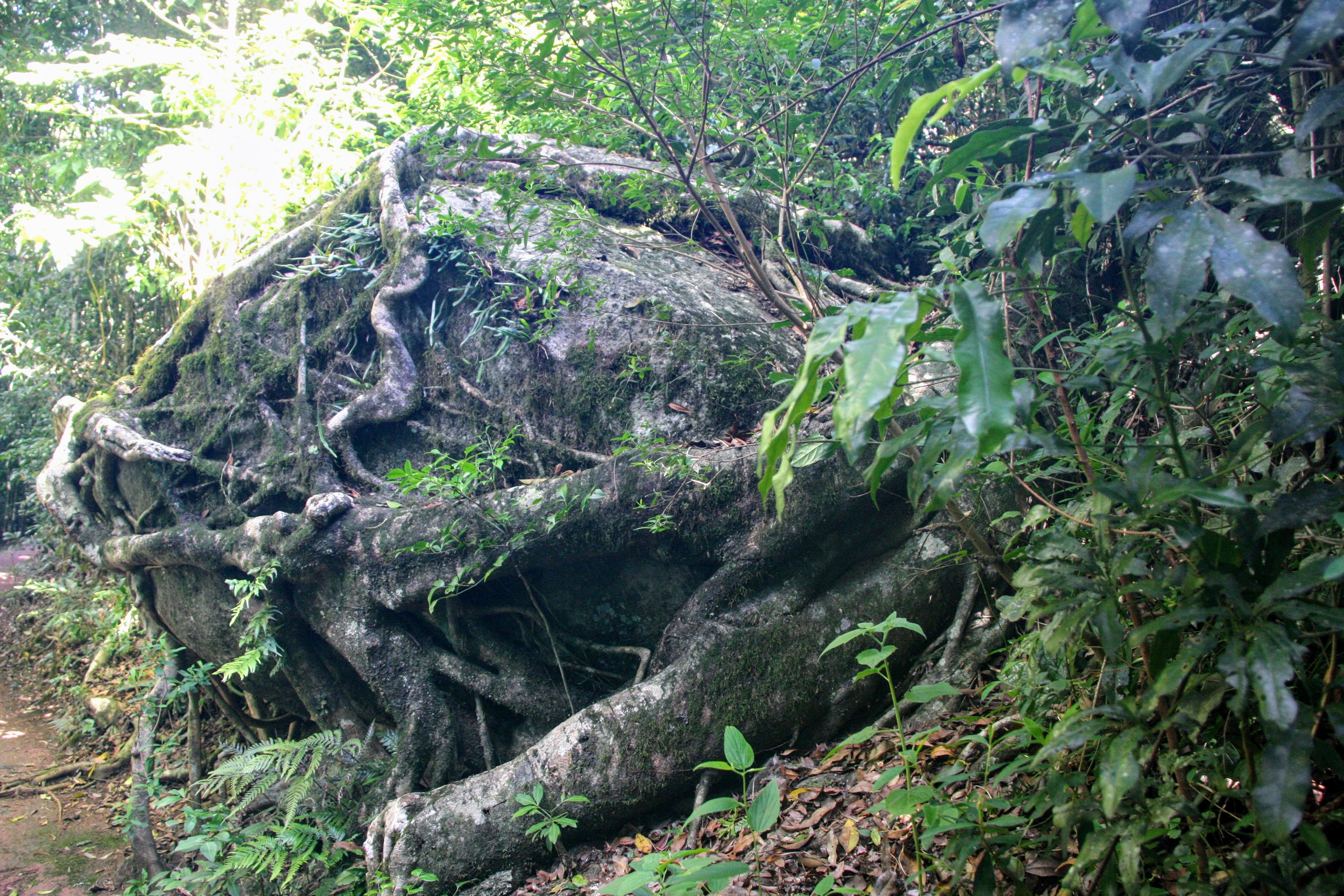 Mintha ezt a hatalmas sziklát direkt azért nőtte volna körbe valameyik fa gyökere (vagy egy lián?), nehogy elguruljon.