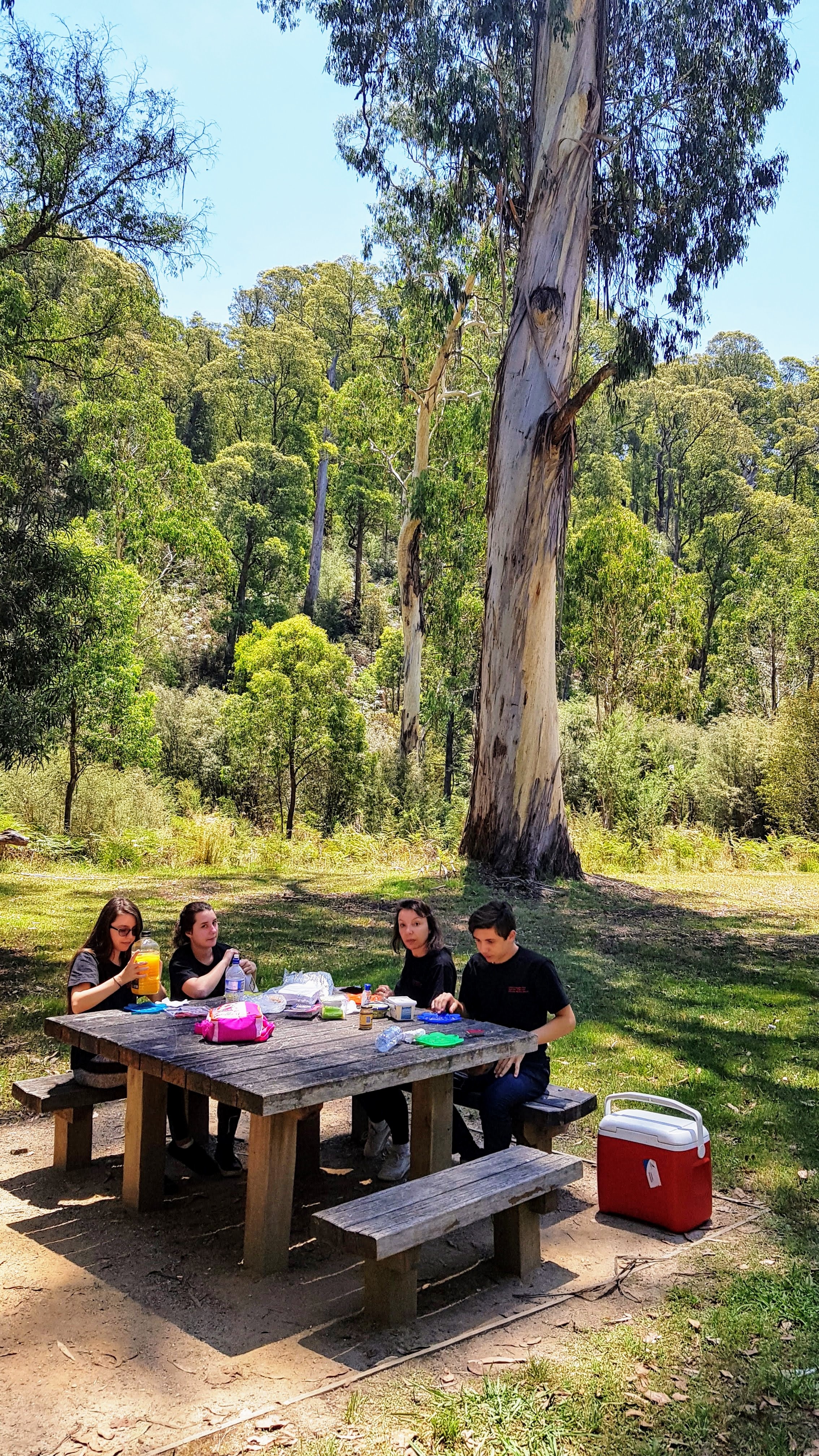 Ebédünk a park bejáratánál. Háttérben egy közepes eukaliptusz fa