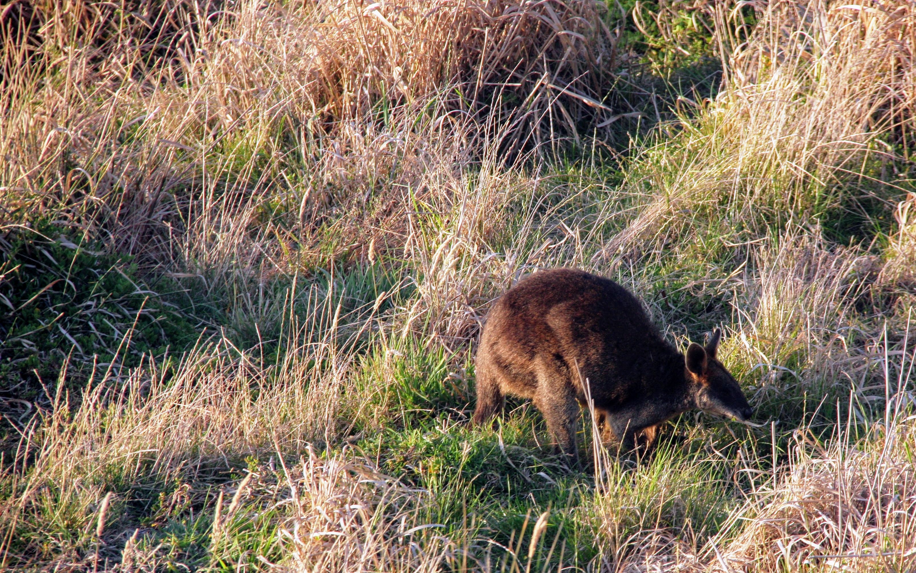Még wallaby-t is láttunk