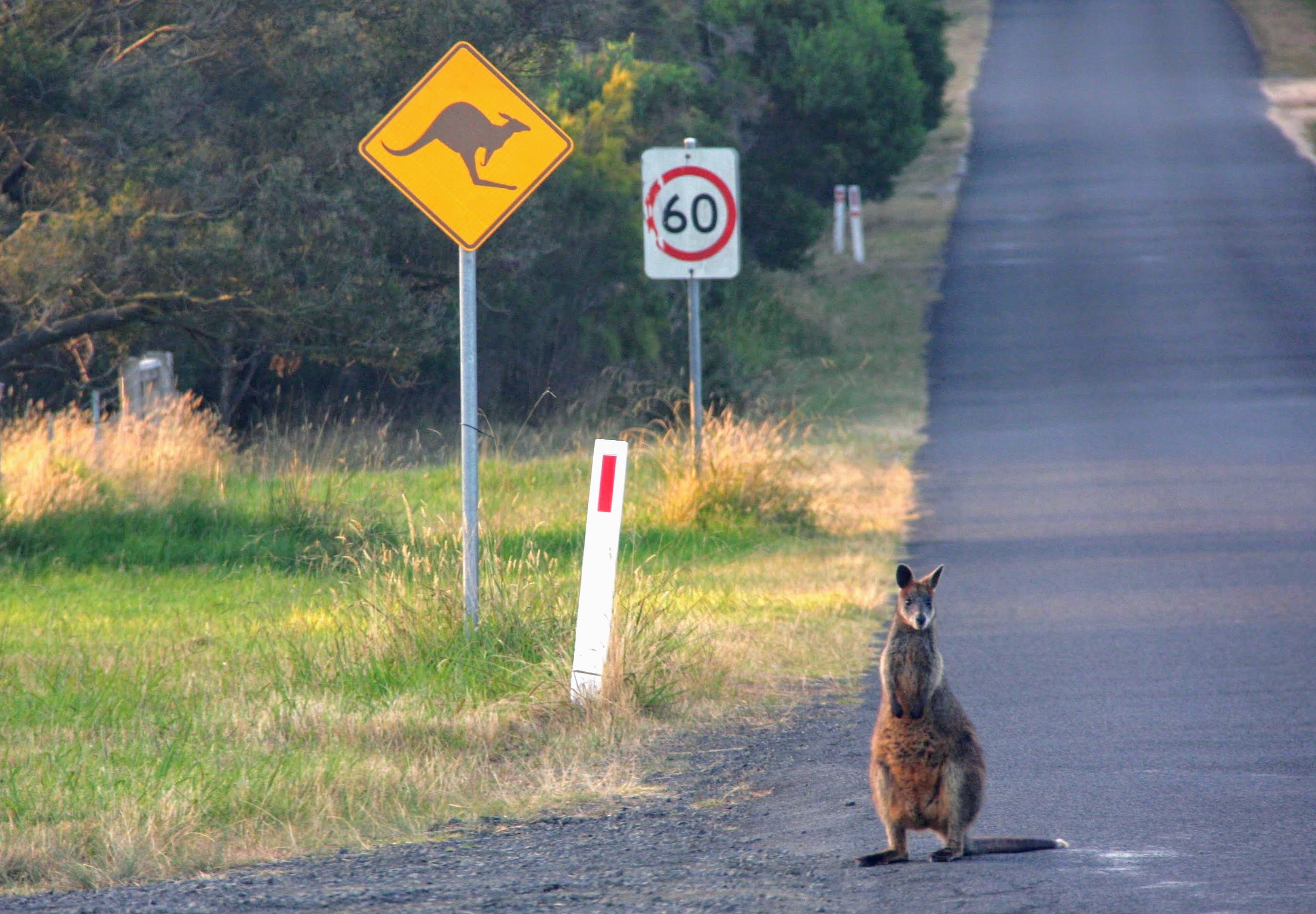 wallaby_and_kangoroo_sign.jpg