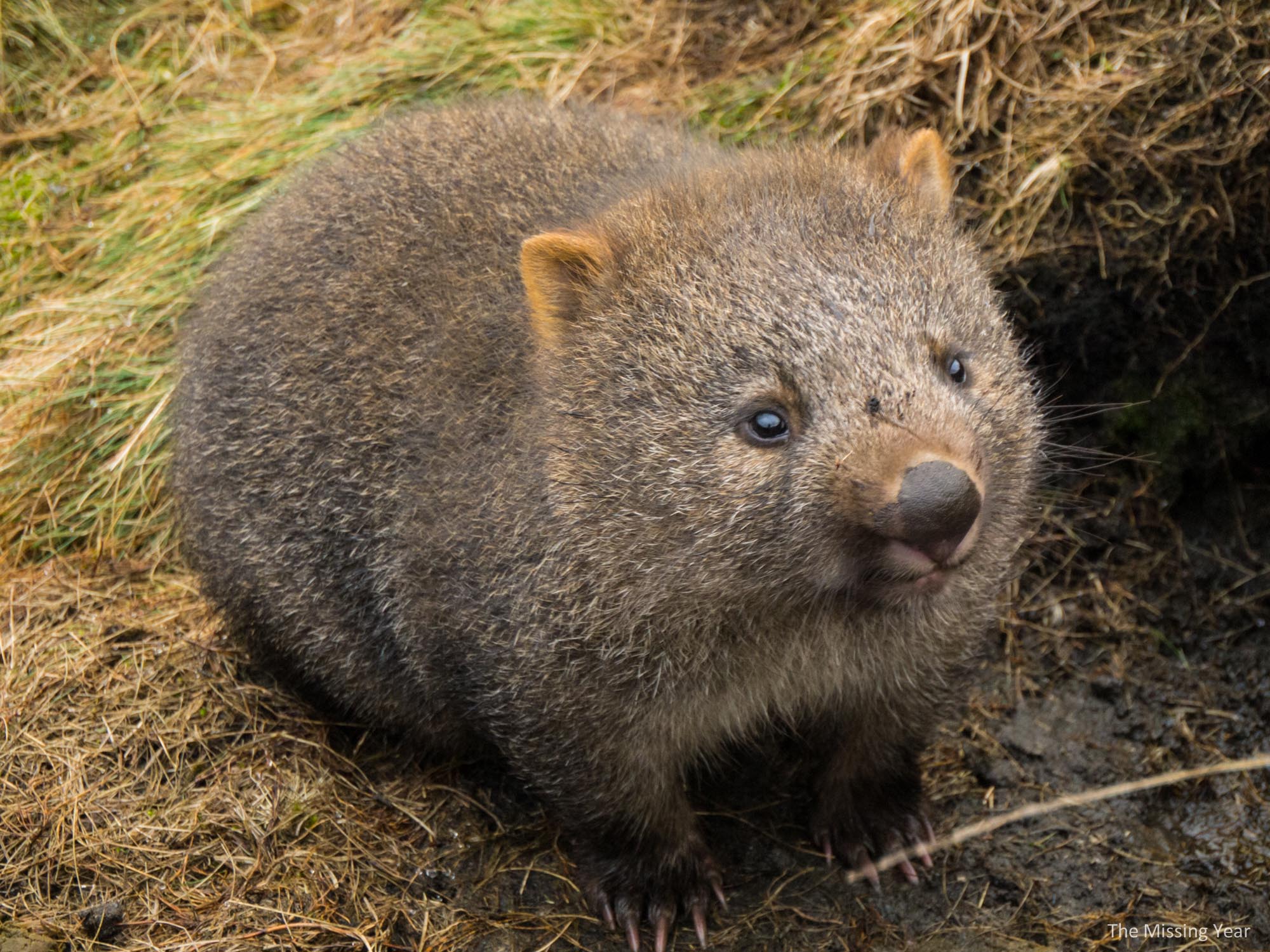 wombat.jpg