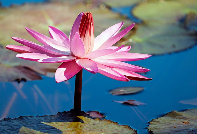 water-lily-3043753_640.jpg