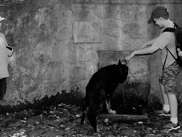 Live fotók feketén-fehéren.