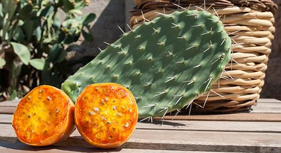 Honnan származik a legjobb minőségű fügekaktusz? Útmutató a megbízható forrásokhoz