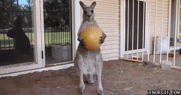 kangaroo_copy_1.gif
