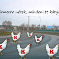 Kátyúk!