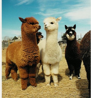 baby-llamas.jpg