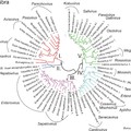 A Picornaviridae család filogenetikus rendszere