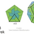 A strukturális fehérjék - a picornavírus virion általános felépítése