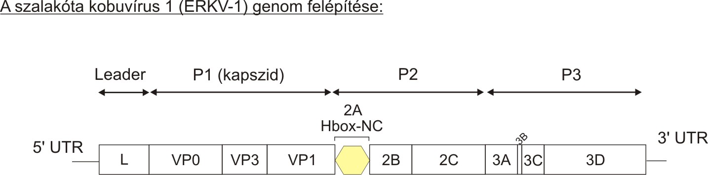 1_kep-szalkobu.jpg