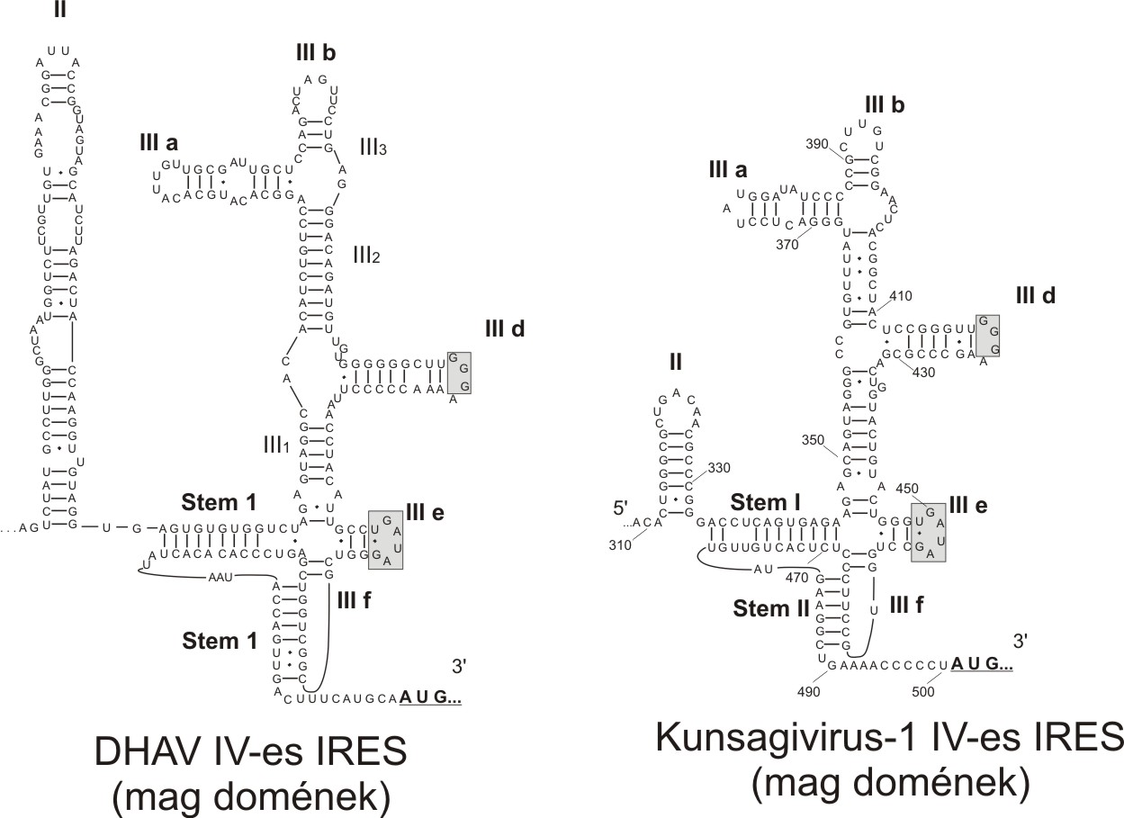 IRES-2.kep.jpg