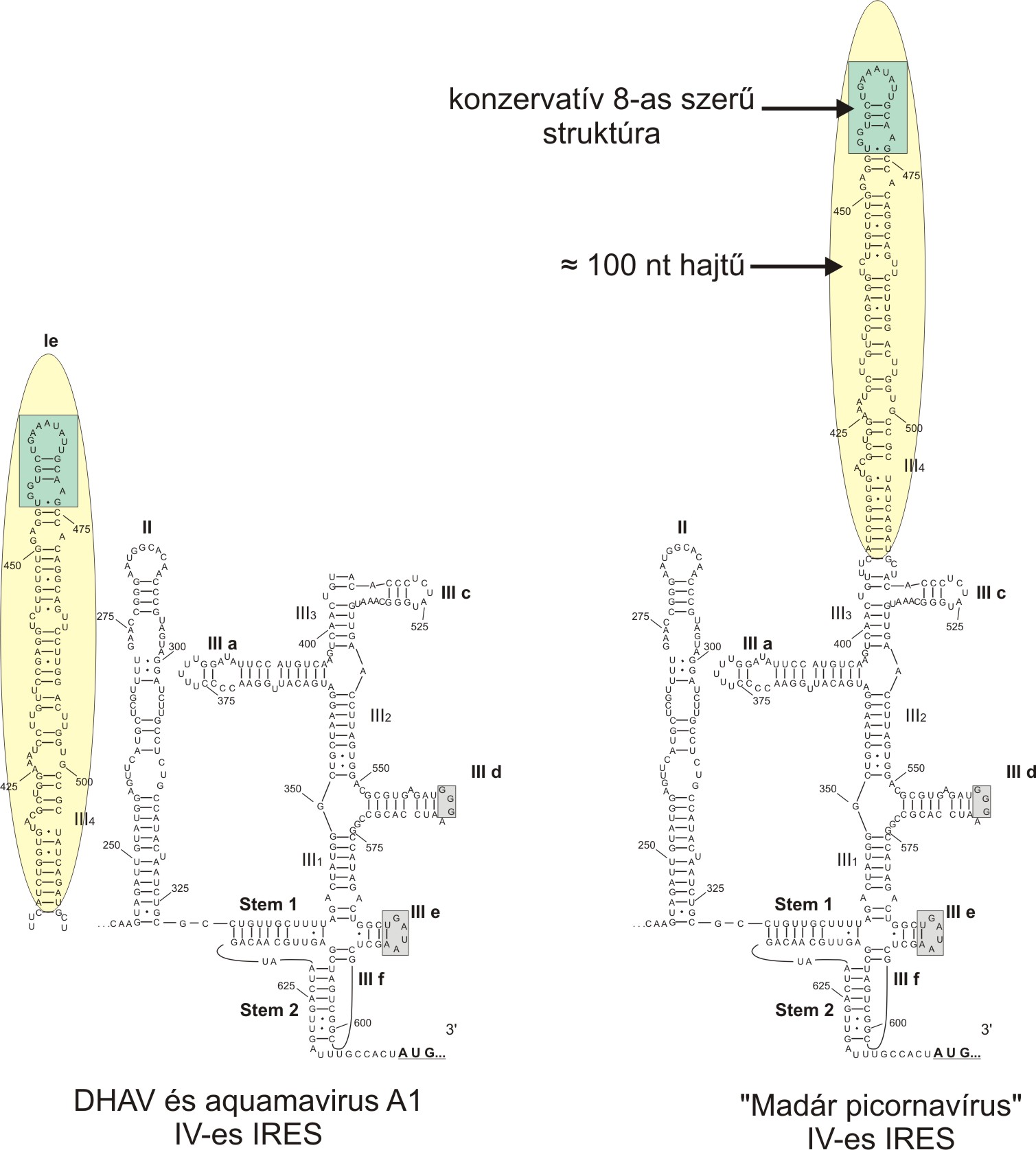 IRES-3.kep.JPG