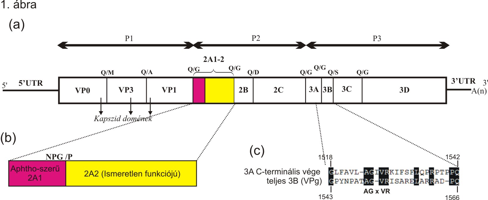 Kunsagivirus-1.abra.jpg